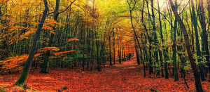5 of the best autumn walks in the Chilterns – with a FREE downloadable walk