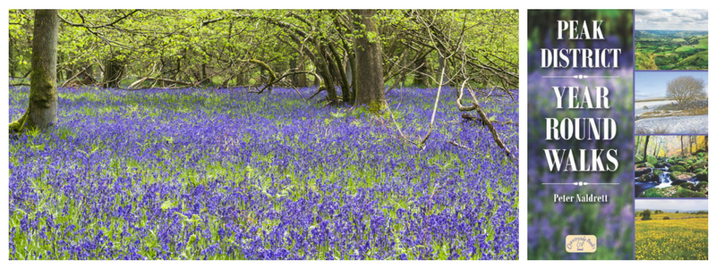 'Peak District Year Round Walks' – download a bluebell route for FREE