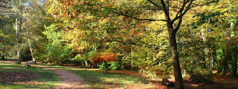5 of the best autumn walks in Hampshire & the New Forest - with a FREE downloadable walk