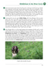 Yorkshire Dales A Dog Walker's Guide sample walk. 20 circular dog walks.