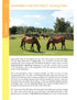 Hampshire & the New Forest Year Round Walks Rockford Common summer walk ponies