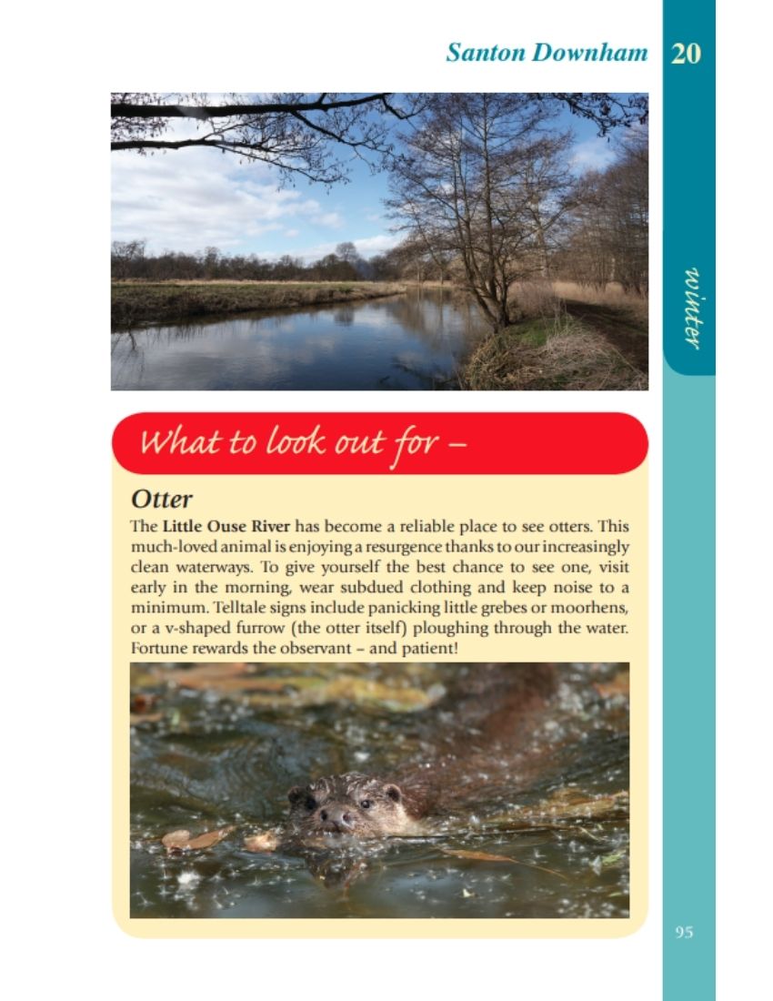 Norfolk Year Round Walks Santon Downham winter walk otter on Little Ouse River
