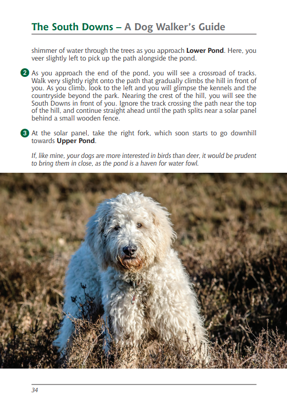 South Downs A Dog Walker's Guide book walk