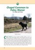 South Downs A Dog Walker's Guide Chapel Common to Foley Manor walk