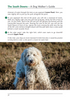 South Downs A Dog Walker's Guide book walk