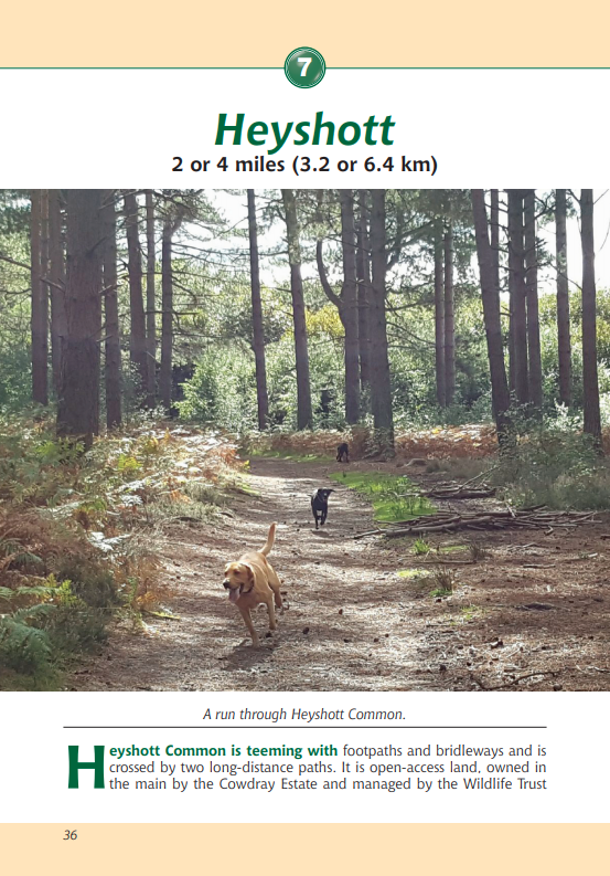 South Downs A Dog Walker's Guide Heyshott Common walk