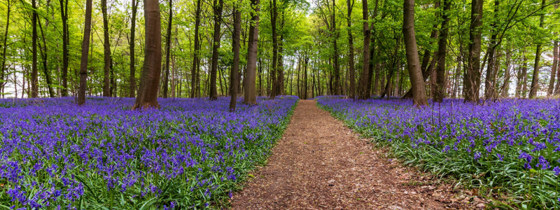 Bluebell Walks Near You: 8 Routes To Try