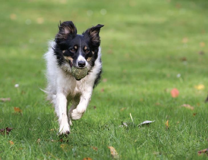 FREE Cheshire Dog Walk: Delamere Forest & Eddisbury Hillfort (4 miles)