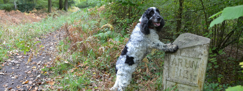 Why the Surrey Hills are dog heaven - by Jasper the dog