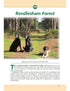 Suffolk A Dog Walker's Guide book interior content