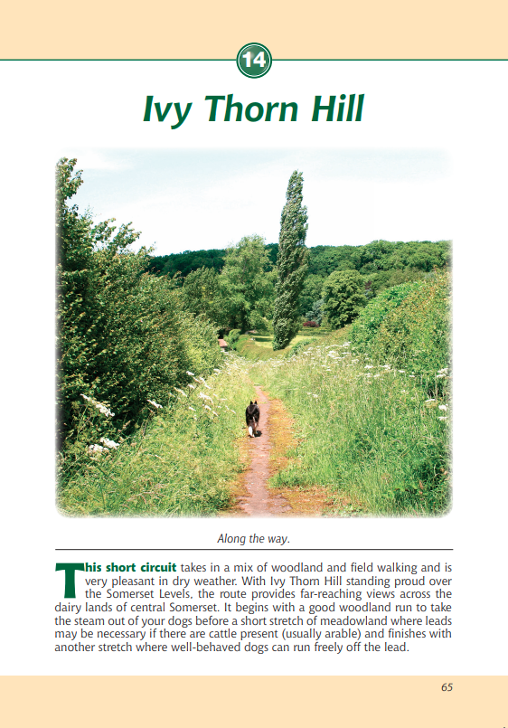 Somerset A Dog Walker's Guide Ivy Thorn Hill walk